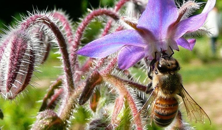 Immagine delle evento: Bioblitz Lombardia 2022