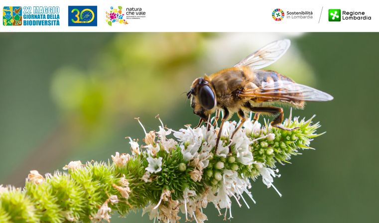 Immagine delle evento: Giornata mondiale della biodiversità